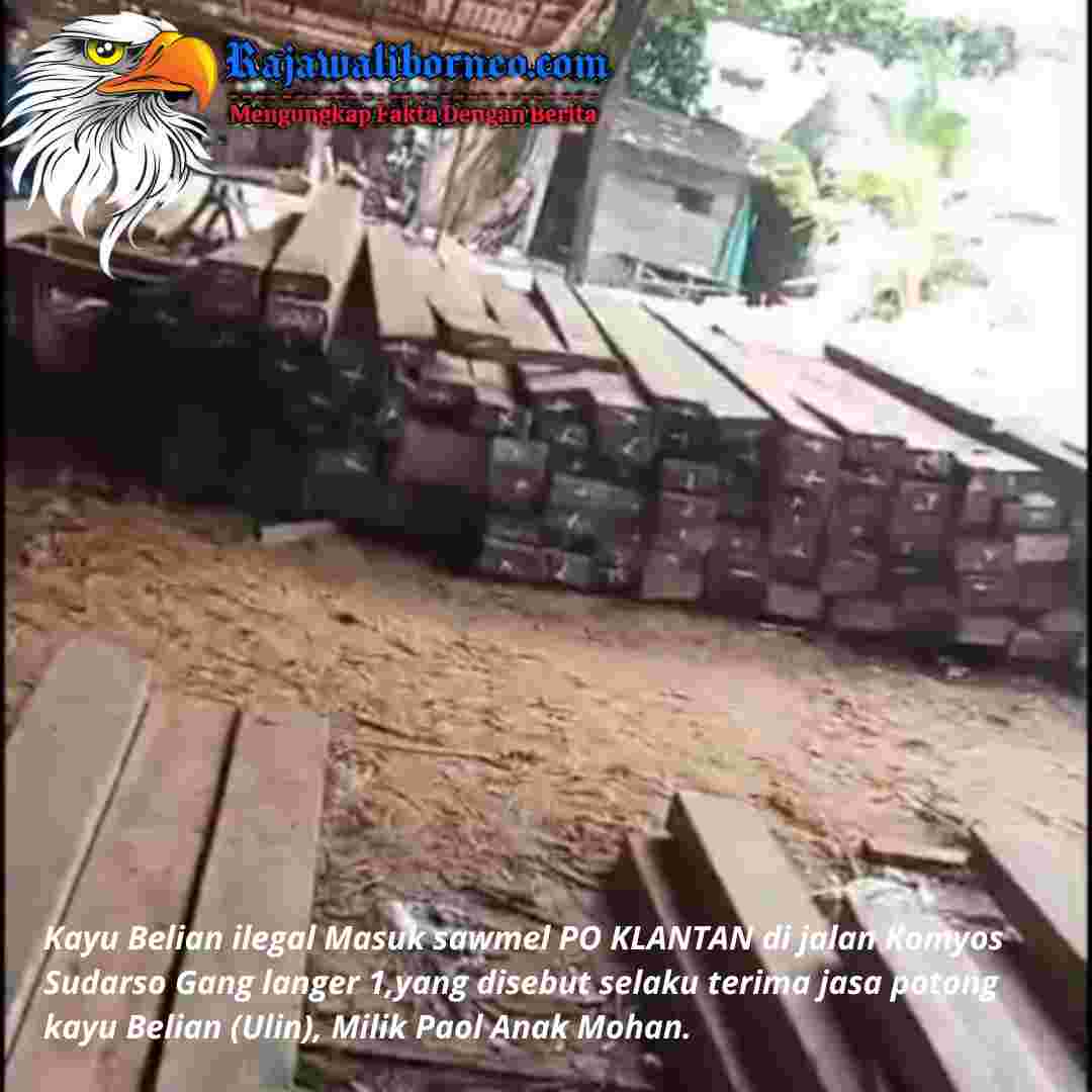 Dugaan Pembalakan Kayu Belian Ilegal di Sandai.