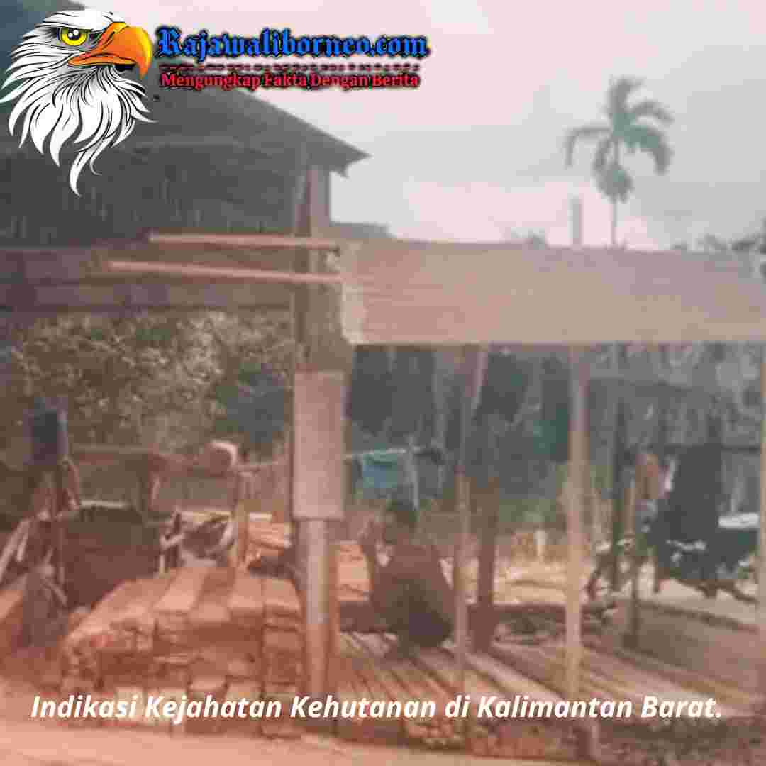 Dugaan Pembalakan Liar dan Pengolahan Kayu Ilegal.