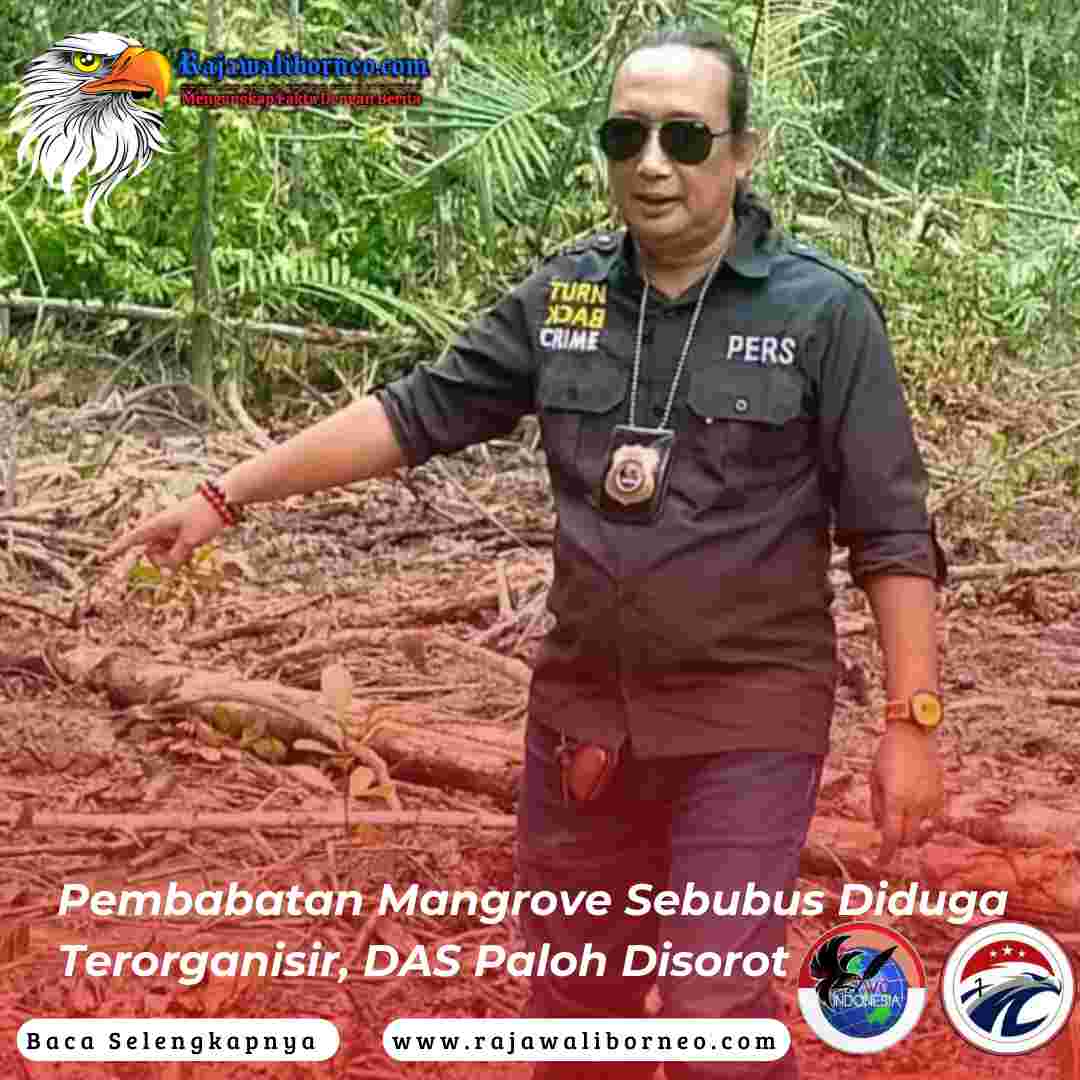 Pembabatan Mangrove Sebubus Diduga Terorganisir, DAS Paloh Disorot