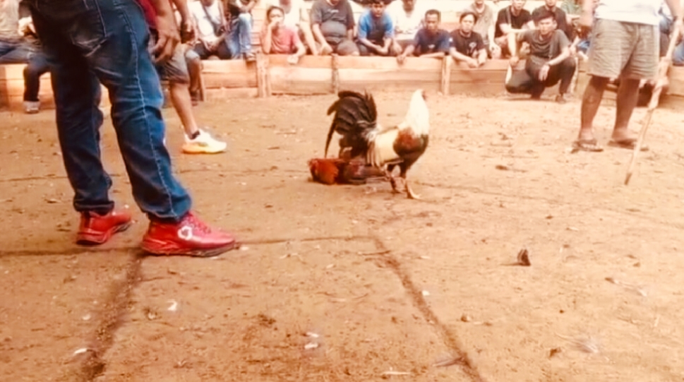 Arena Sabung Ayam Kembali Beroperasi di Kapuas Hulu.