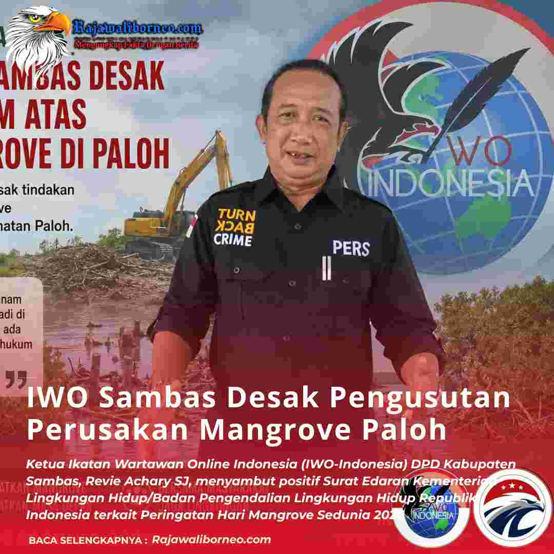 IWOI Sambas Desak Pengusutan Perusakan Mangrove Paloh