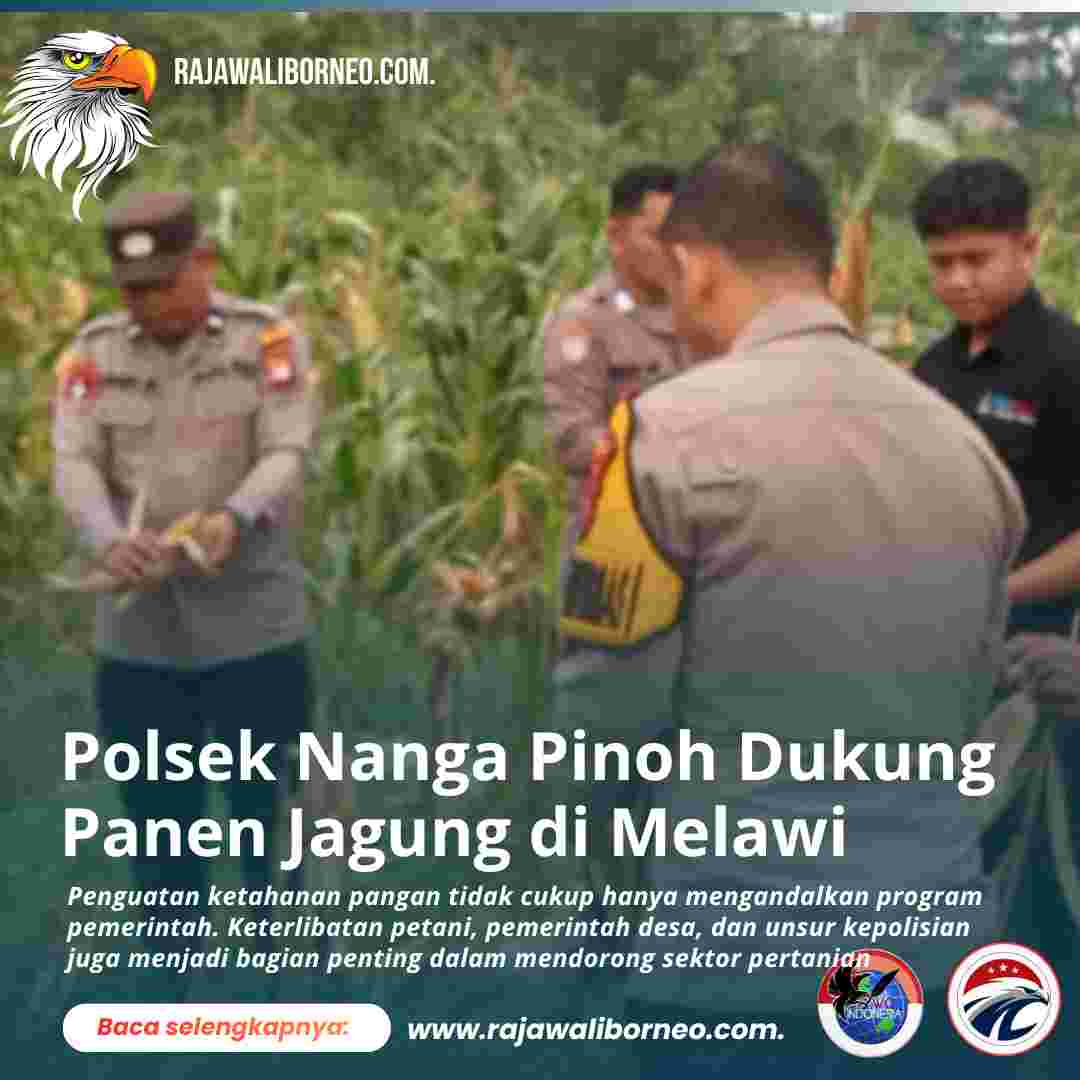 Polsek Nanga Pinoh Dukung Panen Jagung di Melawi